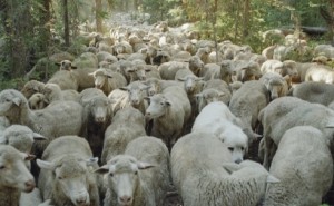A scene from SWEETGRASS, a documentary film recorded by Lucien C