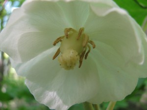 Mandrake flower