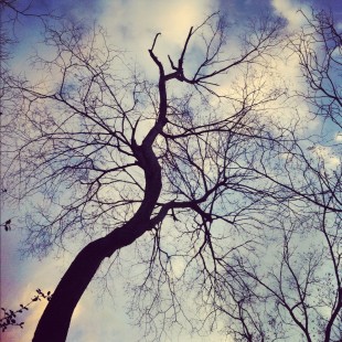 tree